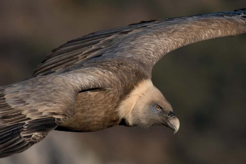 Gorges du Verdon: Watching vultures - Exploring the Gorges du Verdon: Watching Vultures in Context
