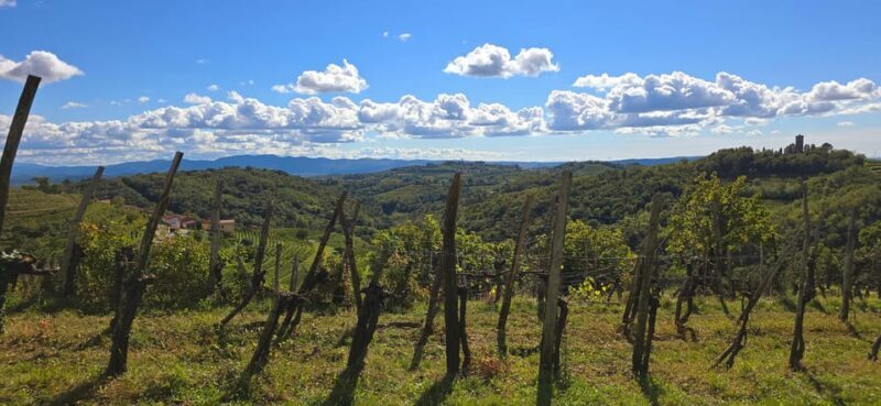 Gorika Brda: Wine Walk and Tasting - Exploring the Gorika Brda: Wine Walk and Tasting — A Hands-On Slovenian Experience