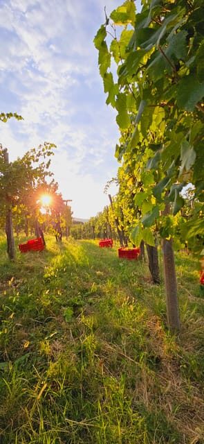Gorika Brda: Wine Walk and Tasting - A Deep Dive into the Gorika Brda: Wine Walk and Tasting Experience