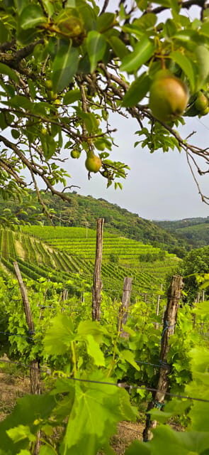 Gorika Brda: Wine Walk and Tasting - Final Thoughts