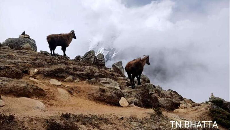 Gorkha: Honey Hunting Experience in Larpak - Who Will Love This Tour?