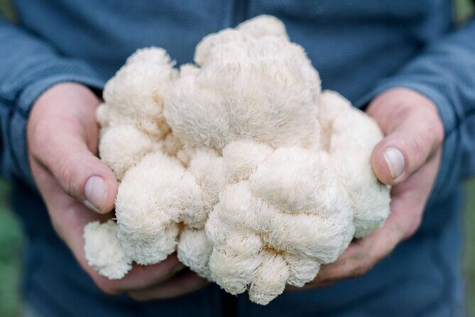 Gourmet Mushroom Farm Tour in Tennessee - Exploring the Gourmet Mushroom Farm Tour in Tennessee: An Authentic Look at Sustainable Farming