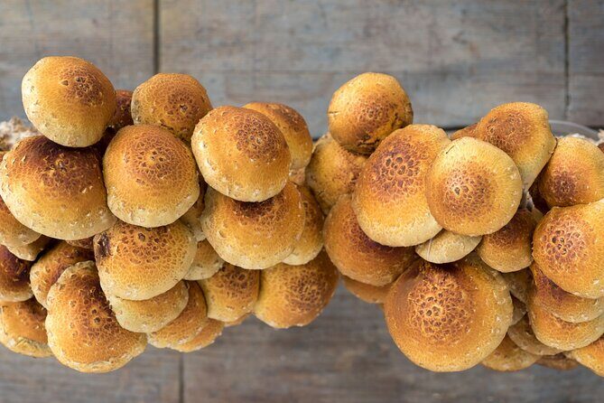 Gourmet Mushroom Farm Tour in Tennessee - Detailed Breakdown of the Mushroom Farm Experience