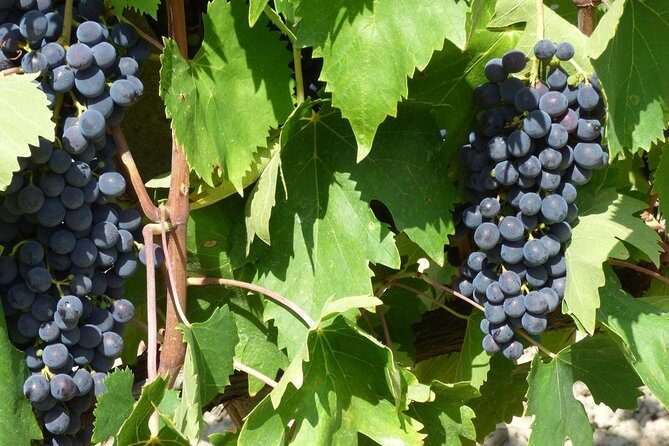 Gourmet Wine Tour San Gimignano Wine Tasting - San Quirico Winery - Why You Should Consider This Tour