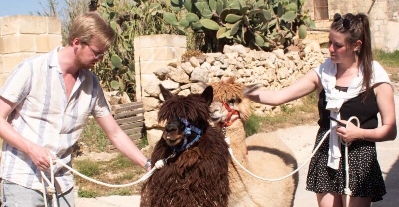 Gozo Alpaca Walks : with feeding and farm visit - Key Points