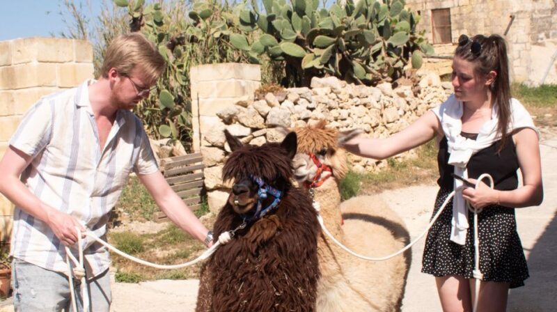 Gozo Alpaca Walks : with feeding and farm visit - An In-Depth Look at Gozo Alpaca Walks