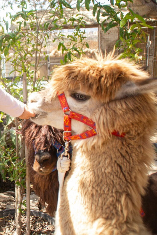 Gozo Alpaca Walks : with feeding and farm visit - Final Thoughts