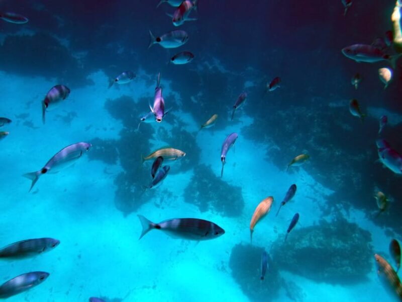 Gozo and Comino Boat and Snorkeling Adventure - Why Choose This Tour?