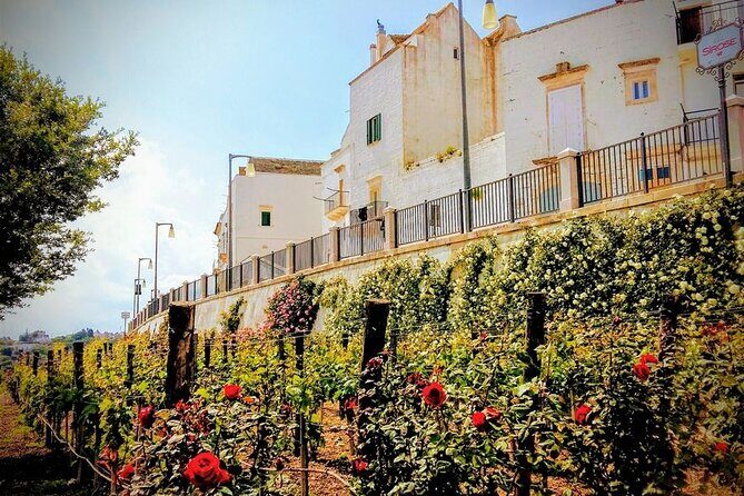 GPS Self guide Locorotondo+Alberobello + tasting in the vineyard - Practical Details & Tips