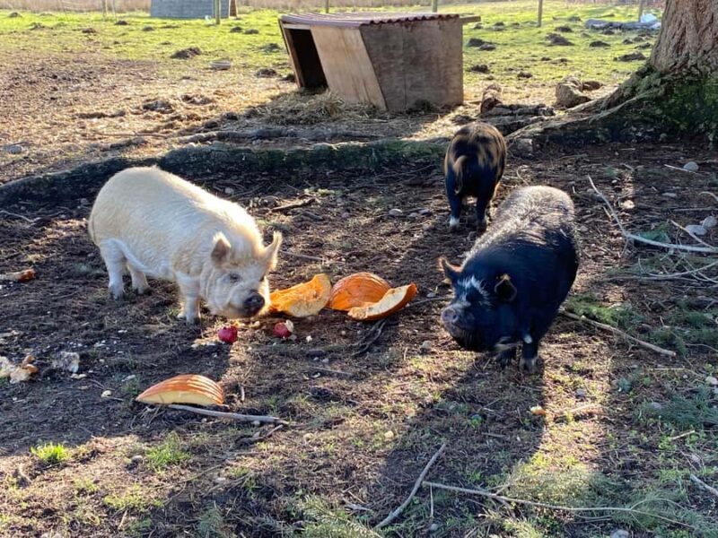 Graham: Faithful Hands' Farm Tour - The Experience and Its Value