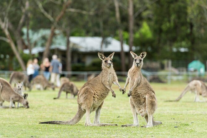 Grampians National Park Small-Group Eco Tour from Melbourne - Who Should Consider This Tour?