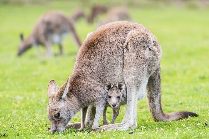 Grampians National Park with MacKenzie Falls and Kangaroos - Who Is This Tour Best For?