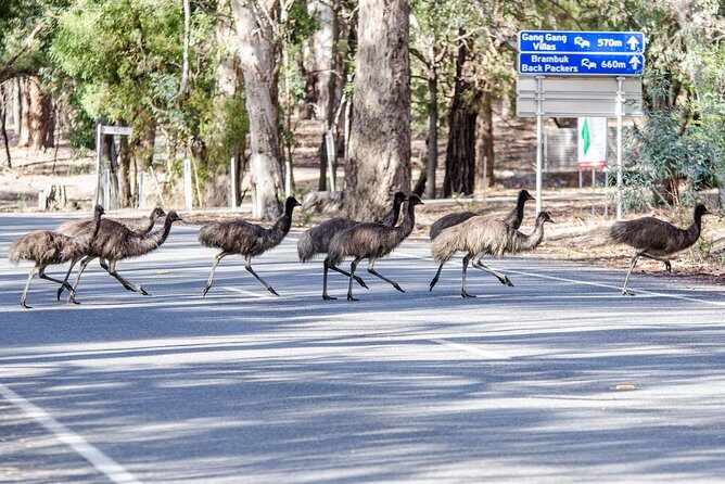 Grampians National Park with MacKenzie Falls and Kangaroos - Final Thoughts: Is It Worth It?