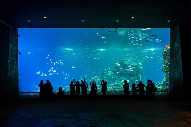 Gran Acuario Mazatlan - Why You Should Consider Visiting