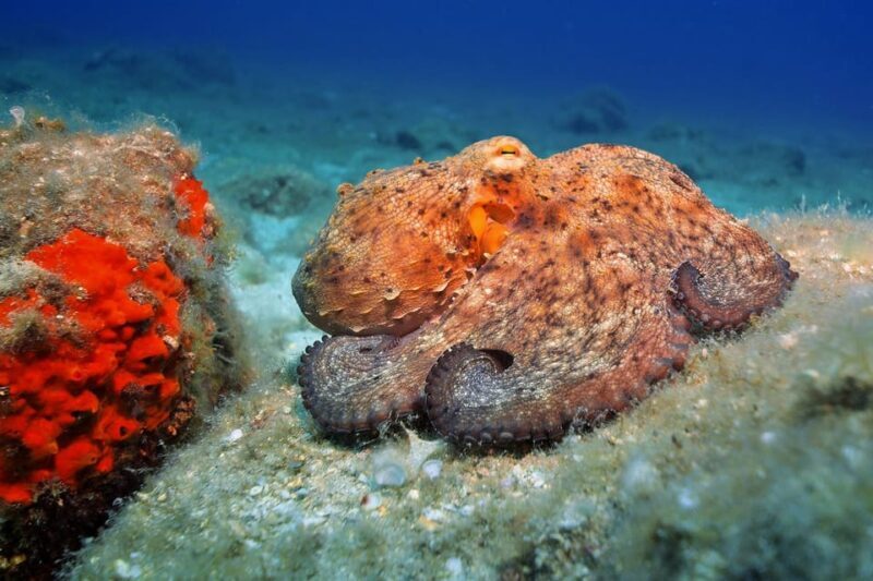 Gran Canaria: 3-Day Open Water Diver Course - What You Can Expect from Each Day