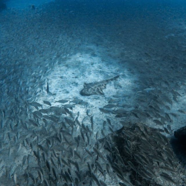 Gran Canaria: 3-Day Open Water Diver Course - Final Thoughts