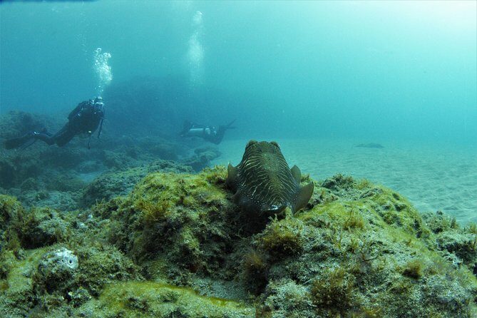 Gran Canaria 3 days / 6 dives in Various Locations - An Authentic 3-Day Underwater Experience in Gran Canaria