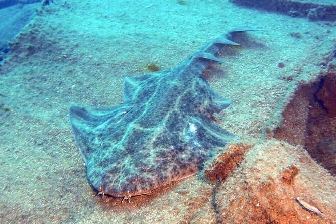 Gran Canaria 3 days / 6 dives in Various Locations - Key Points