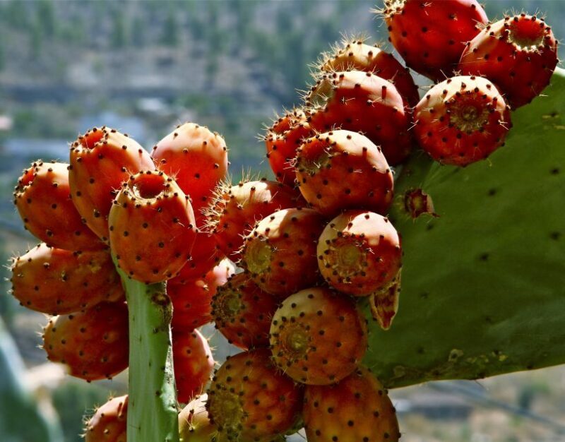 Gran Canaria: 6-Hour Teror and San Mateo Markets Tour - An In-Depth Look at the Gran Canaria Markets Tour