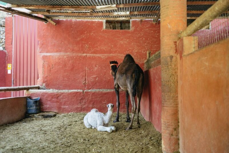 Gran Canaria: Camel Ride Safari w/ Optional Food & Transport - Authenticity and Value
