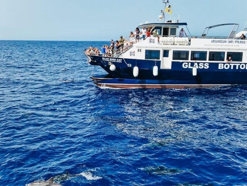 Gran Canaria: Catamaran Dolphin Watch Cruise with Snorkeling - Key Points