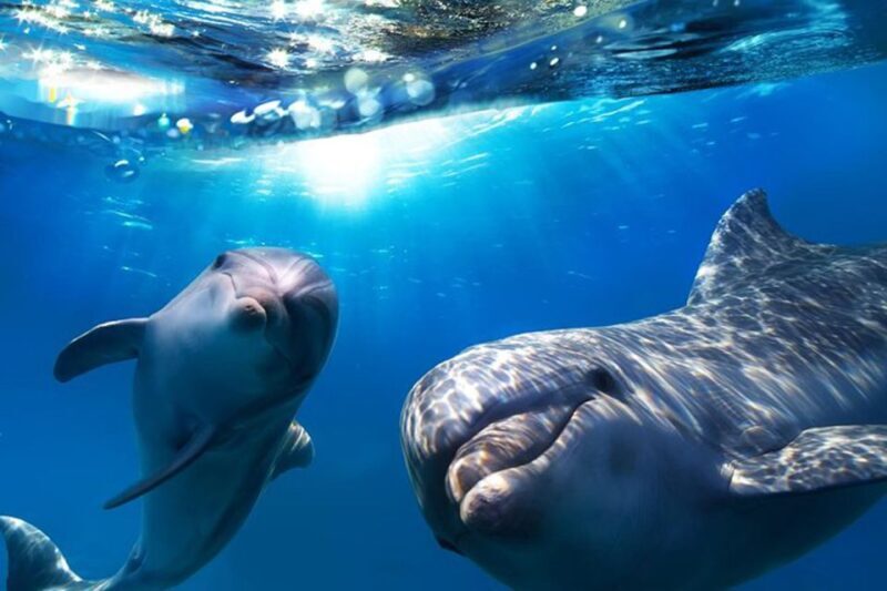 Gran Canaria: Dolphin and Whale Watching Cruise - An In-Depth Look at the Dolphin and Whale Watching Cruise