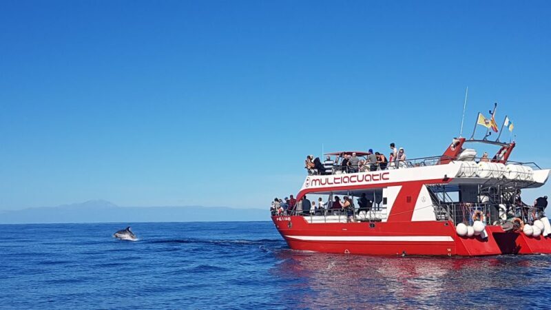 Gran Canaria: Dolphin and Whale Watching Cruise - The Experience Itself: What Makes It Special