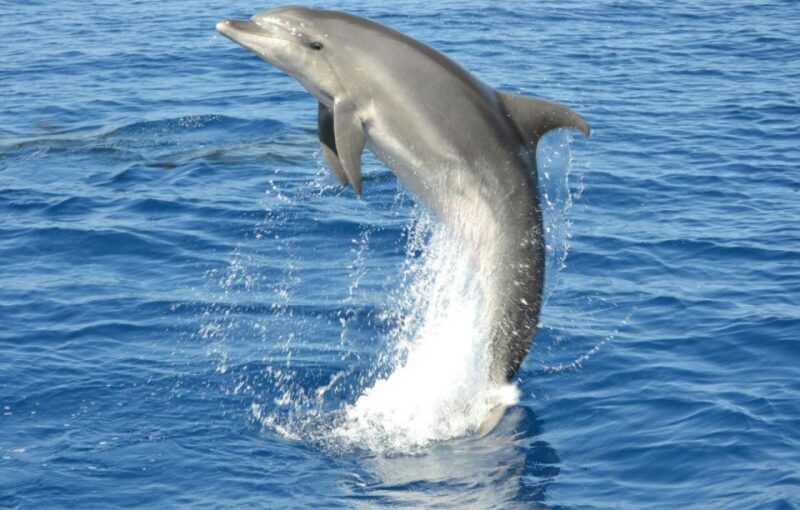Gran Canaria: Dolphin and Whale Watching Cruise - Sighting Success and Overall Atmosphere