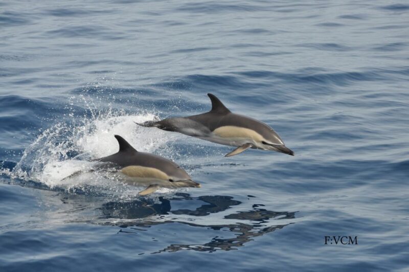 Gran Canaria: Dolphin and Whale Watching Cruise - Additional Considerations