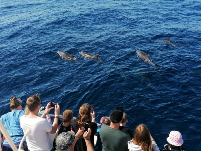 Gran Canaria: Dolphin and Whale Watching Cruise - Who Will Love This Tour?