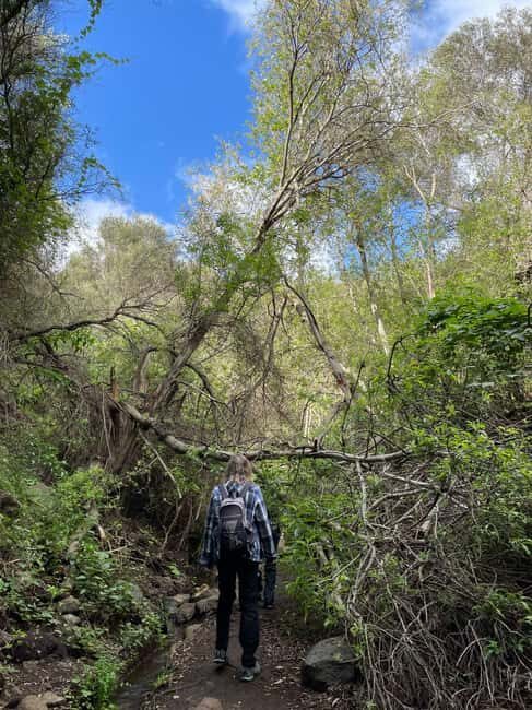 Gran Canaria: excursion to the Barranco de los Cernícalos - Discover the Heart of Gran Canaria: The Barranco de los Cernícalos Excursion