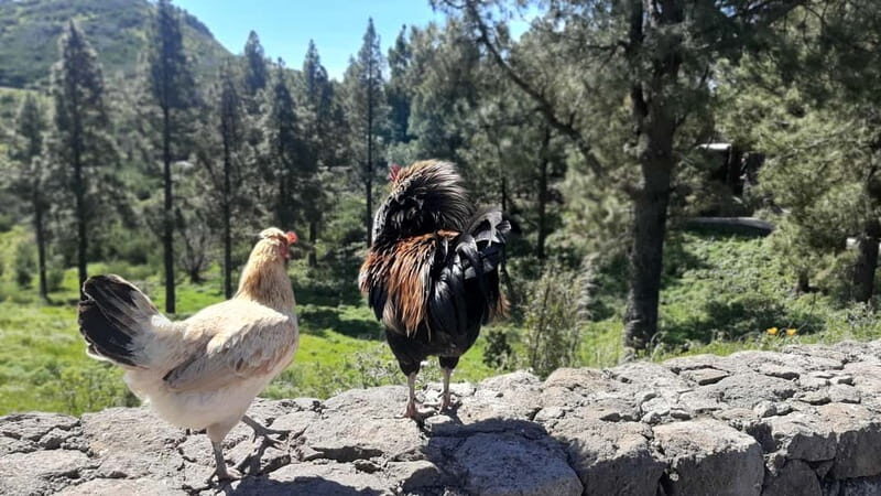 Gran Canaria: Highlights & hidden gems with Sky Rebels - FAQ: Your Practical Questions Answered