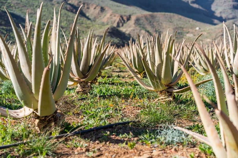 Gran Canaria Peaks in Minibus: Firgas, Teror, Aloe Vera tour - Who Should Take This Tour?