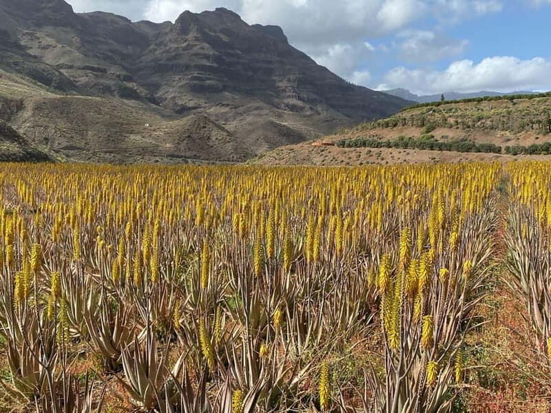 Gran Canaria Peaks in Minibus: Firgas, Teror, Aloe Vera tour - The Sum Up