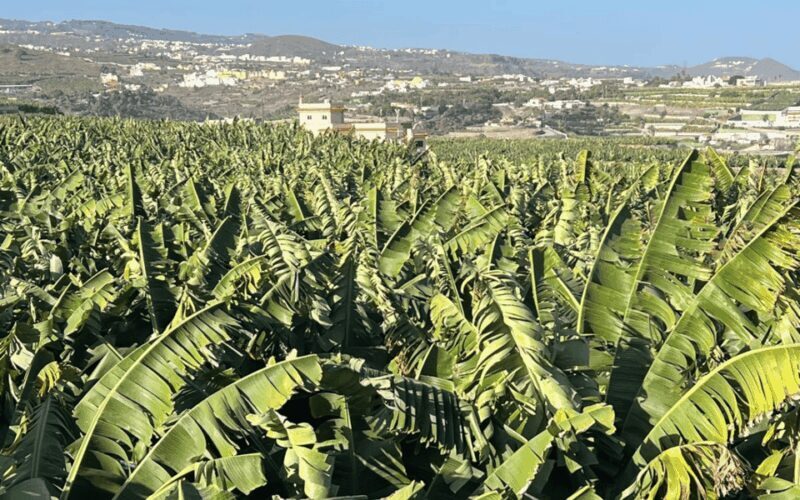 Gran Canaria: Rum, Wines and Banana Tour - Discover the Flavors of Gran Canaria: Rum, Wines and Banana Tour