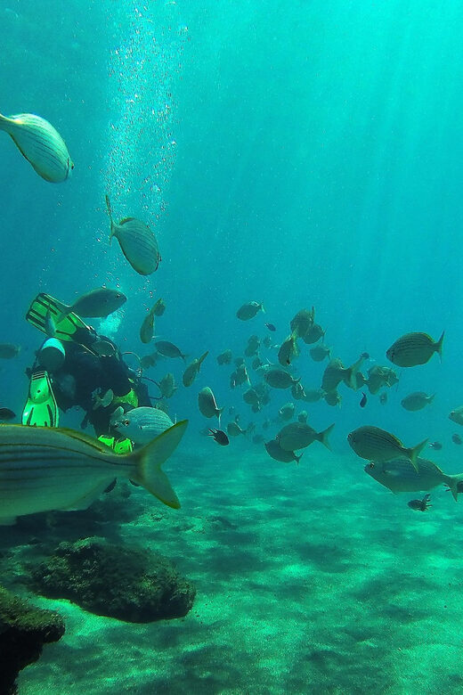Gran Canaria Scuba Diving: 3-Day 6-Dive Package - Exploring Gran Canaria’s Underwater Life: The Full Experience