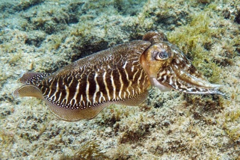 Gran Canaria: Scuba Diving for Beginners - An In-Depth Look at the Experience