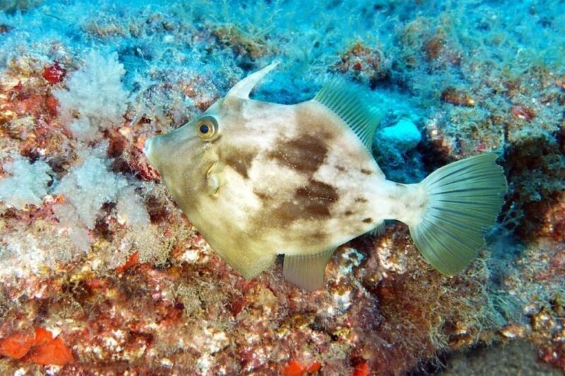Gran Canaria: Scuba Diving for Beginners - Final Thoughts