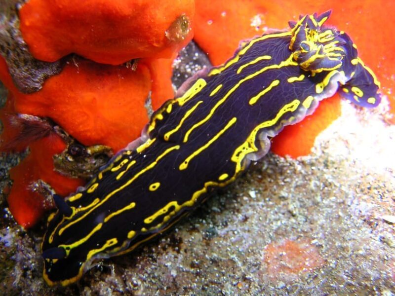 Gran Canaria Scuba Diving for Certified Divers - FAQs