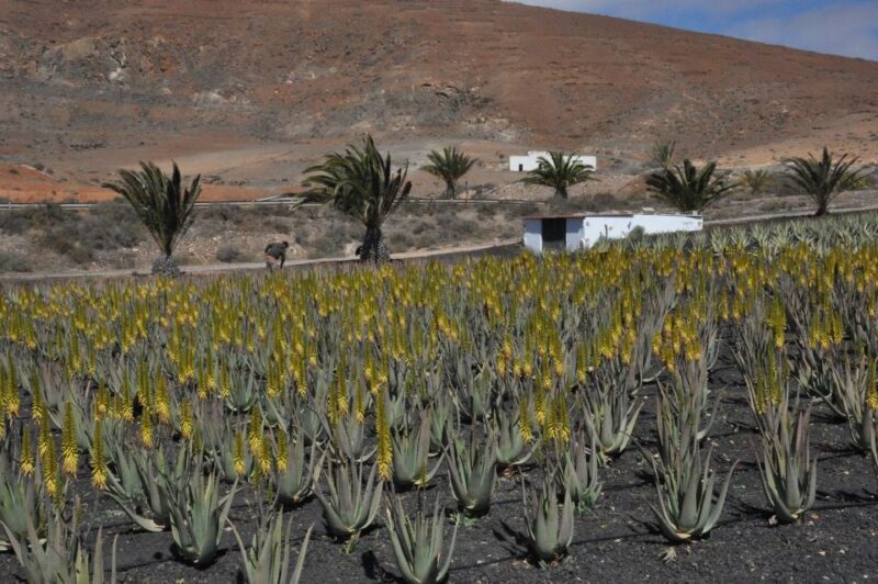 Gran Canaria Tour: Past and Present - Gran Canaria Tour: Past and Present