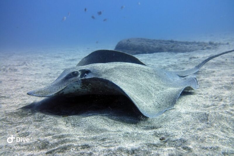 Gran Canaria: Try Scuba Diving for Beginners - The Sum Up