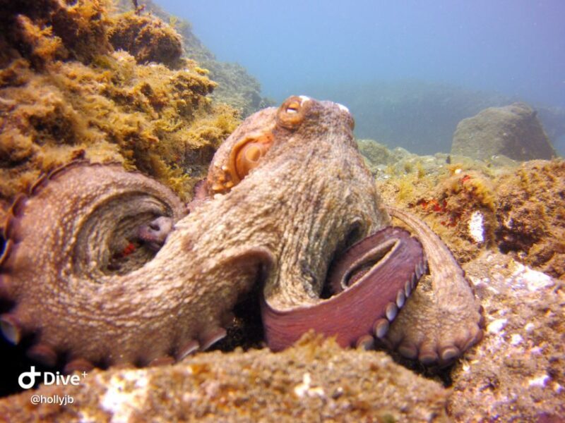 Gran Canaria: Try Scuba Diving for Beginners - FAQ