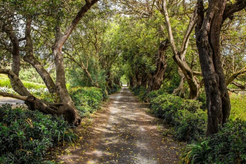 Gran Canaria: Winery Tour, Wine Museum, and Tasting - Exploring Gran Canaria’s Unique Wine Scene: Winery Tour, Wine Museum, and Tasting