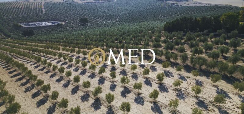 Granada in EVOO: Become a real olive harvester for a day - Granada in EVOO: Become a Real Olive Harvester for a Day