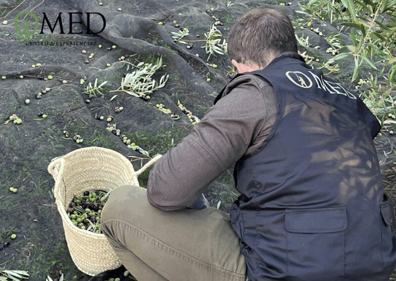 Granada in EVOO: Become a real olive harvester for a day - Why This Tour Offers Great Value