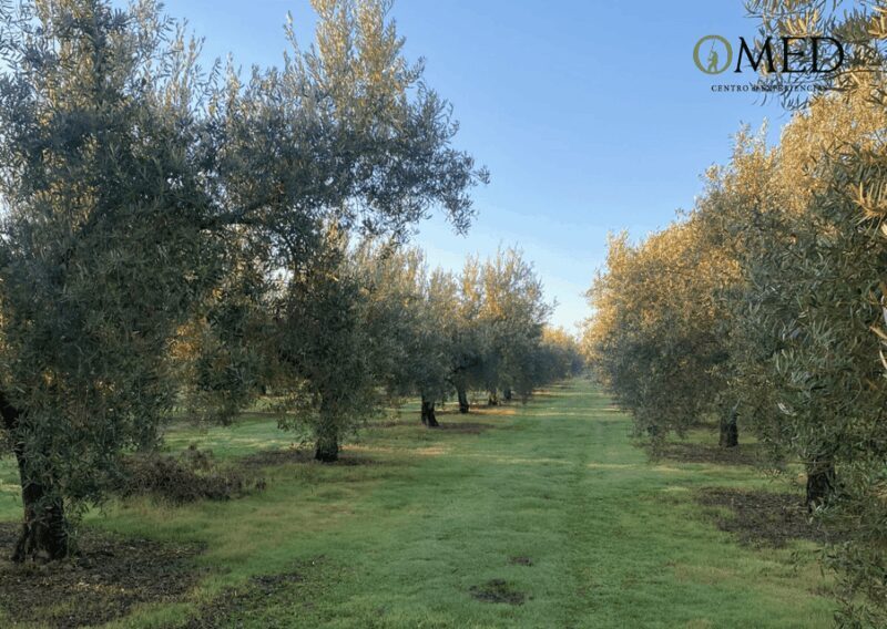 Granada in EVOO: Olive grove guided tour and sensory tasting - The Value of the Experience