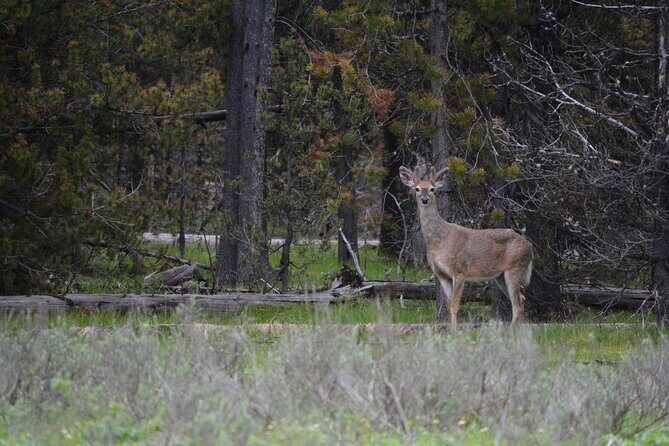 Grand Canyon of Yellowstone Hiking Adventure Full Day with Lunch - A Deep Dive into the Yellowstone Hiking Experience