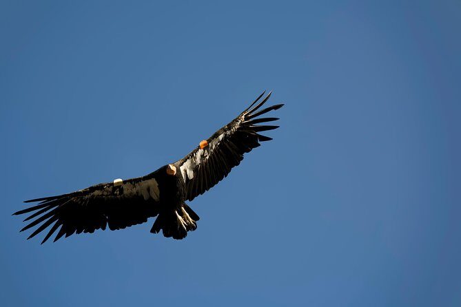 Grand Canyon South Rim Day Trip from Flagstaff - Key Points