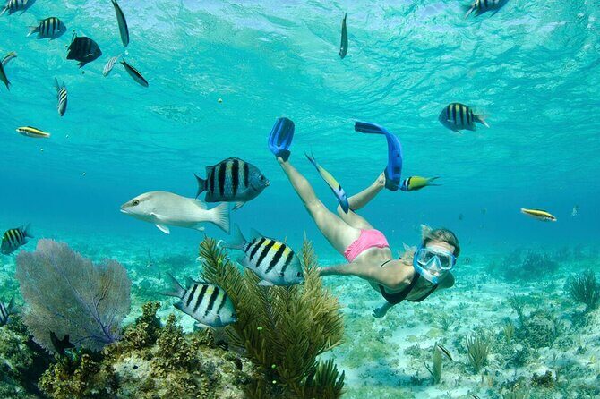 Grand Cayman 3-Stop Snorkel Adventure: Stingray City & Reefs Tour - Exploring the Full Experience: What to Expect