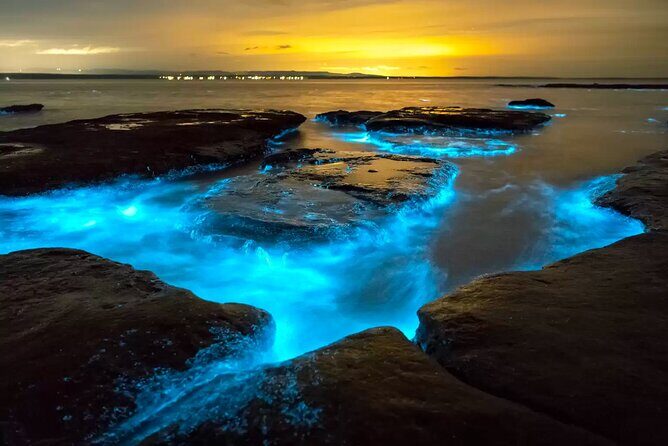 Grand Cayman Bioluminescent Bay Tour - An In-Depth Look at the Grand Cayman Bioluminescent Bay Tour